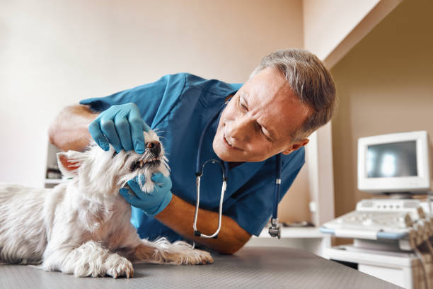 Best Emergency Root Canal Treatment in Coudersport, PA
